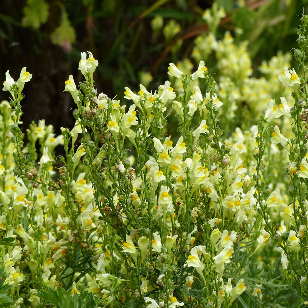 Antirrhinum braun-blanquetii Lemon Sherbet seeds - Snapdragon