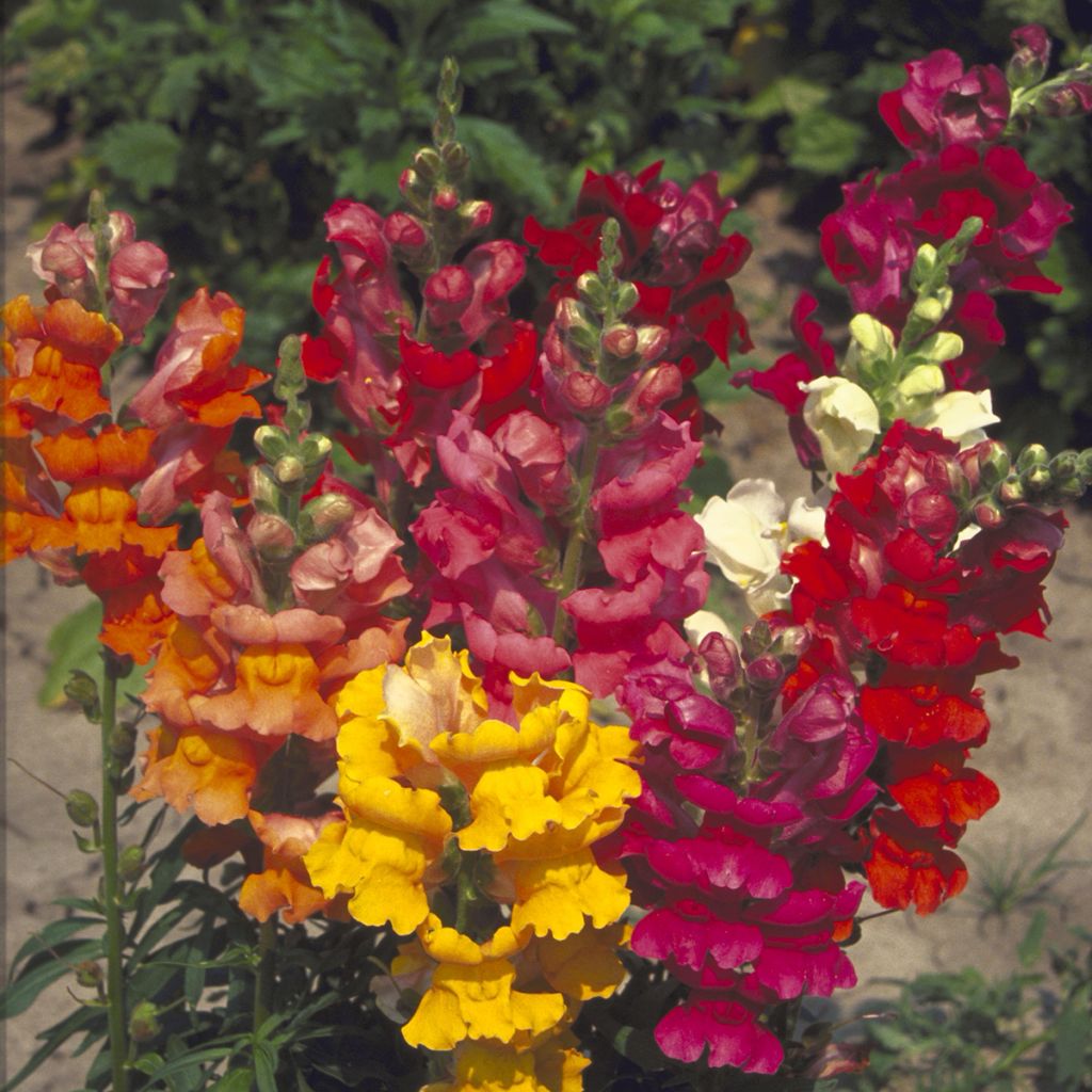 Antirrhinum majus Majestic Mix seeds - Snapdragon