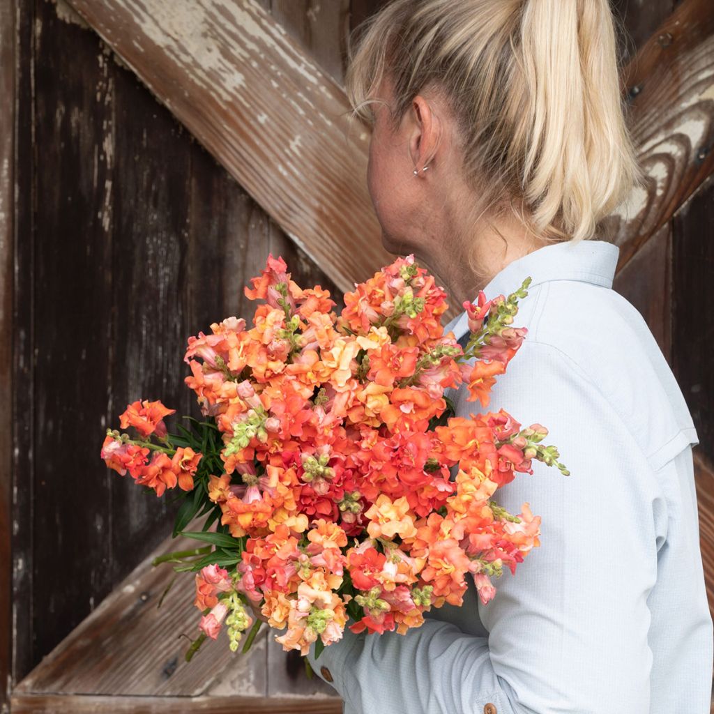 Antirrhinum x majus Madame Butterfly F1 Bronze seeds - Snapdragon