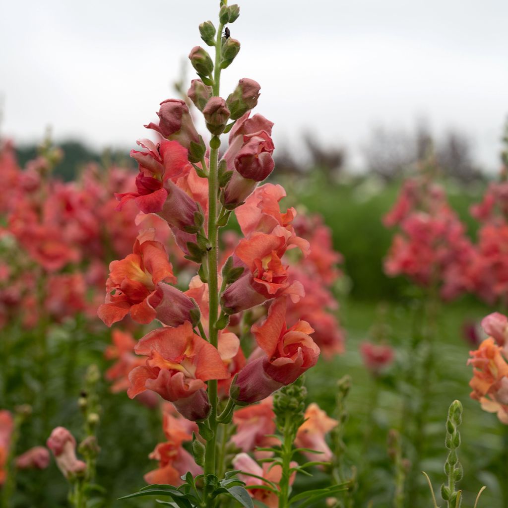 Antirrhinum x majus Madame Butterfly F1 Bronze seeds - Snapdragon