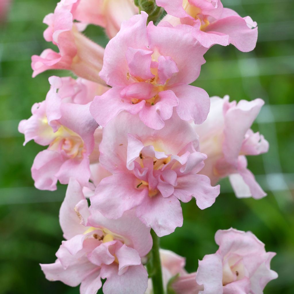 Snapdragon Madame Butterfly Pink F1 seeds - Antirrhinum majus 