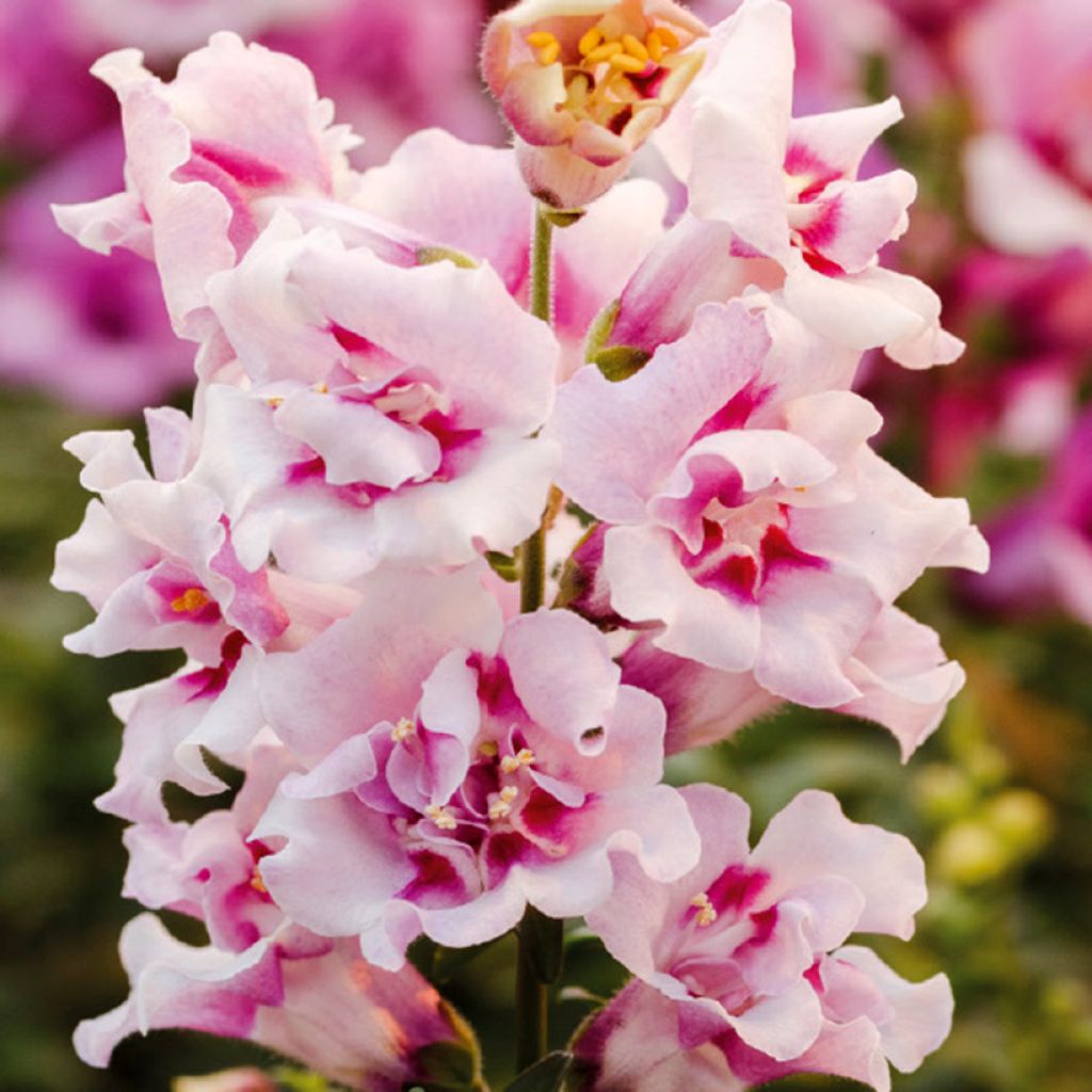 Snapdragon Twinny Orchid F1 seeds - Antirrhinum majus