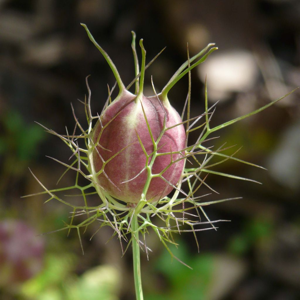 Nigella damascena White with red capsule - Love-in-a-mist Seeds