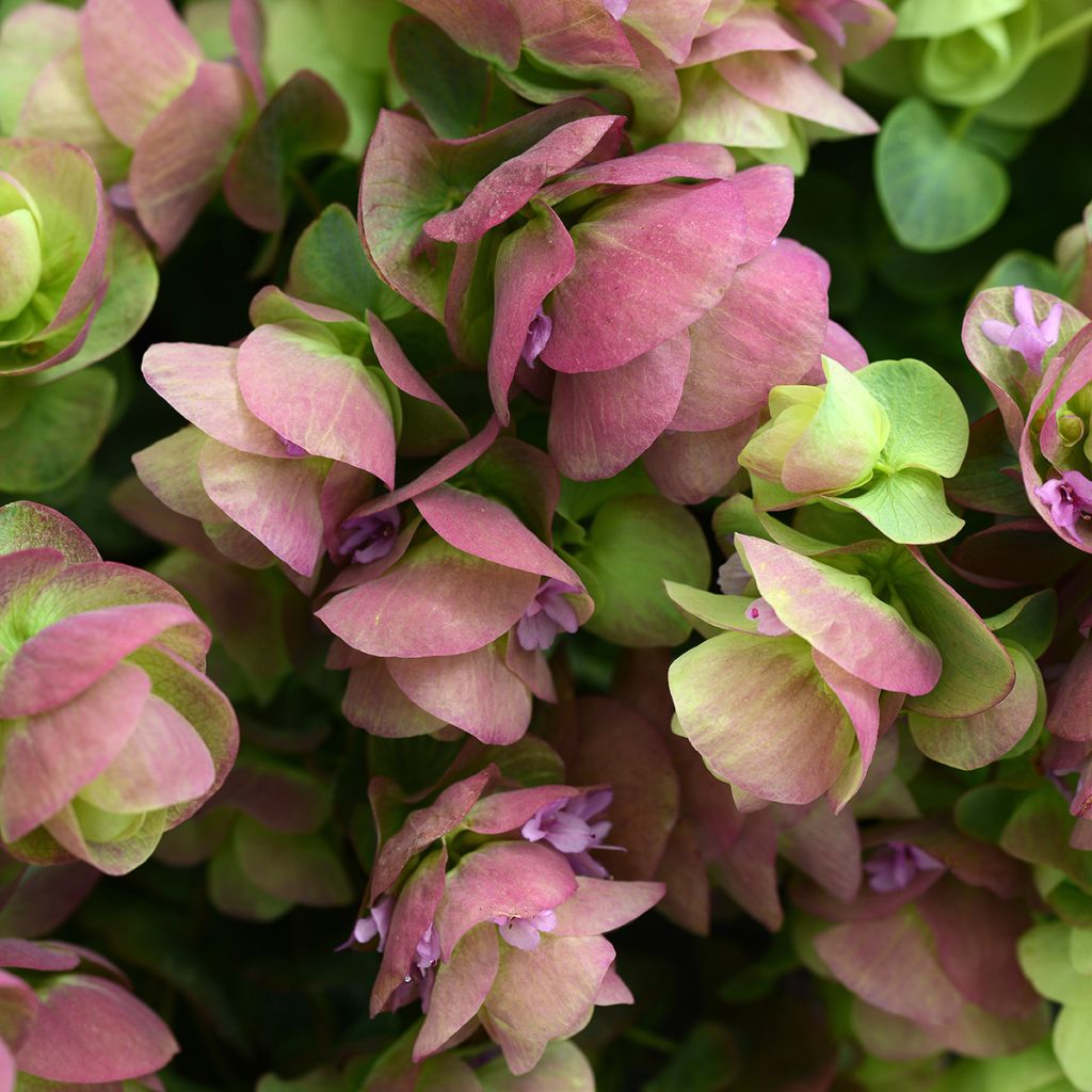 Origanum rotundifolium Kirigami - Origan à feuilles rondes Kirigami, Marjolaine à feuilles rondes, Origan ornemental