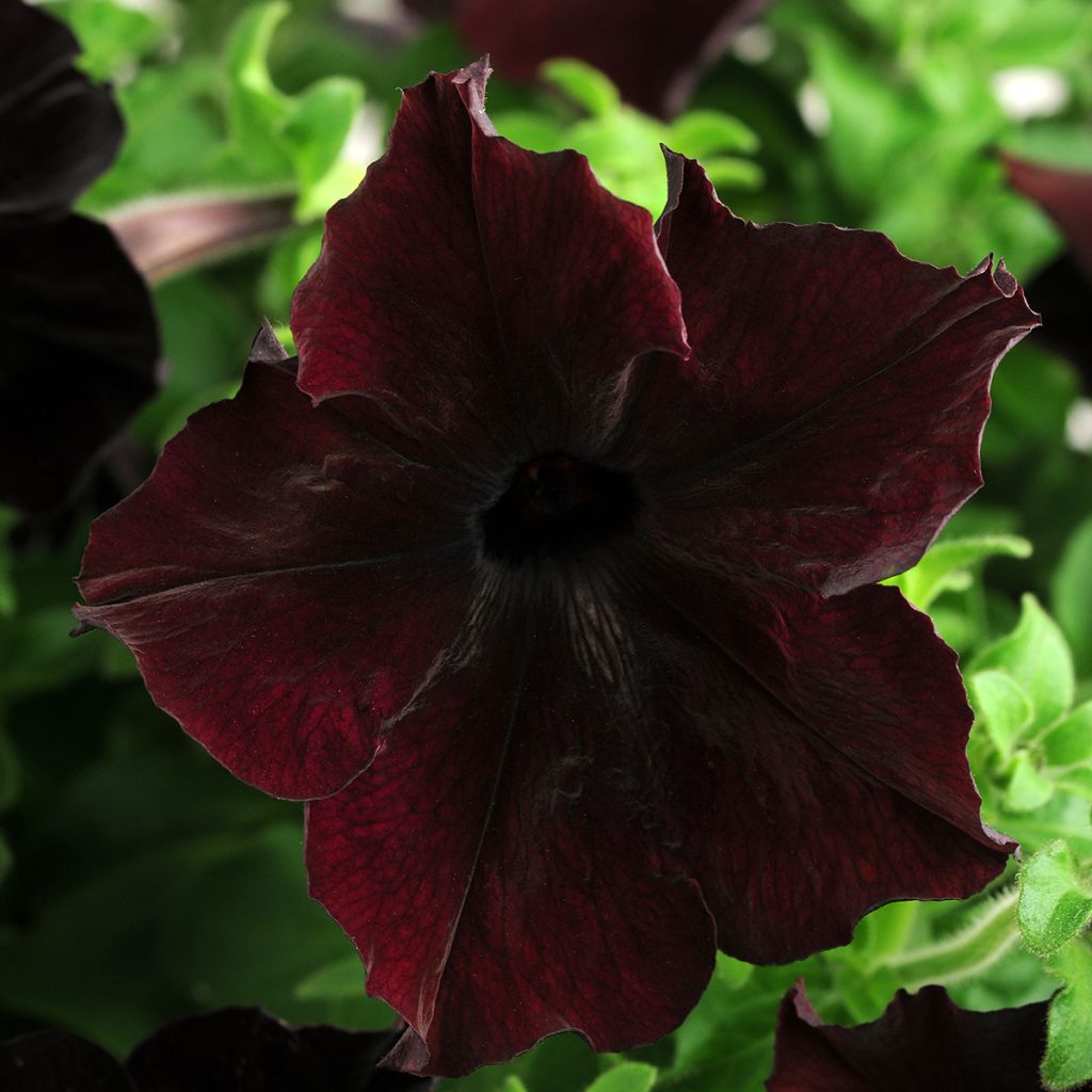 Petunia Sophistica Blackberry seeds - Petunia hybrid