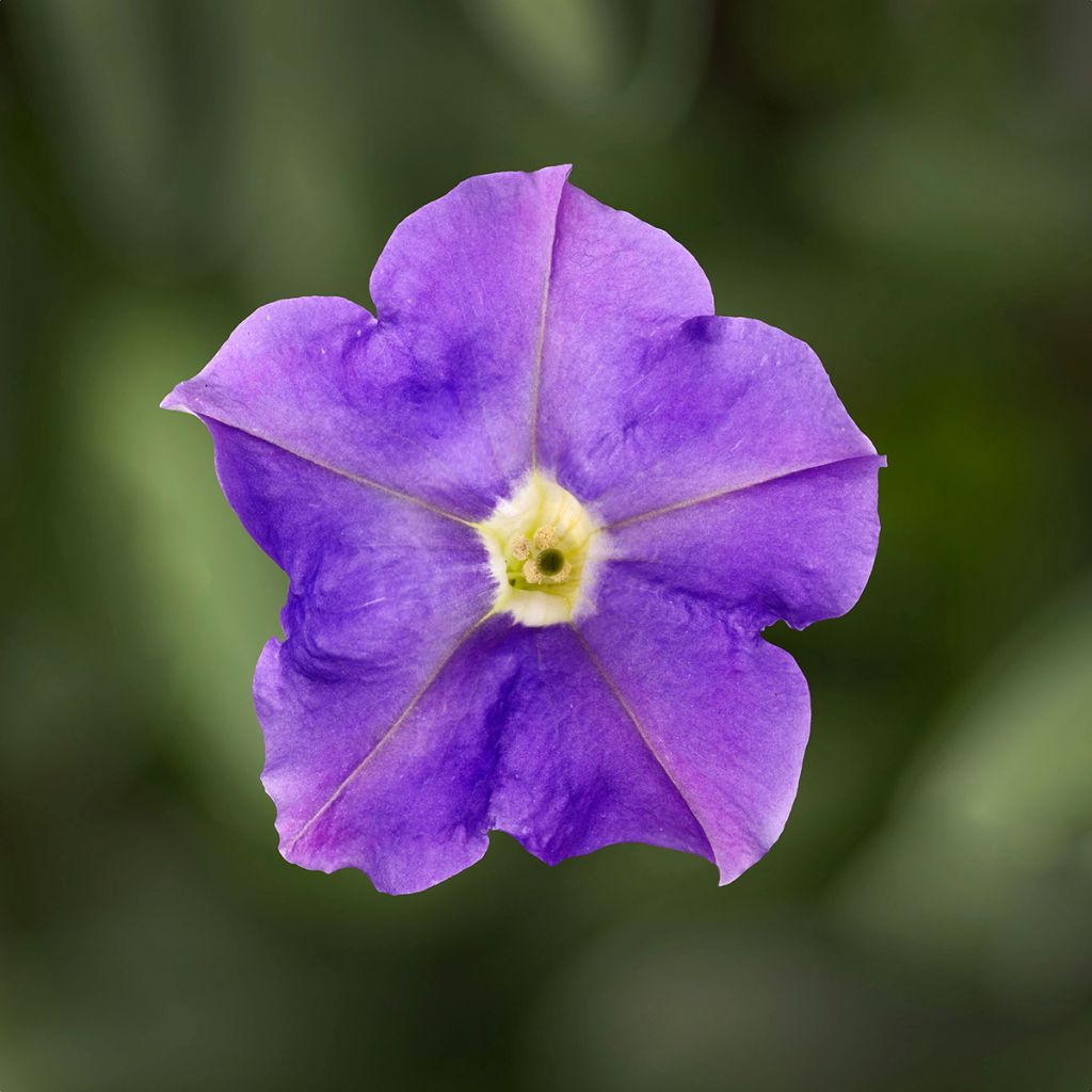 Petunia Flashforward Sky Blue (coated seeds) - Trailing petunia