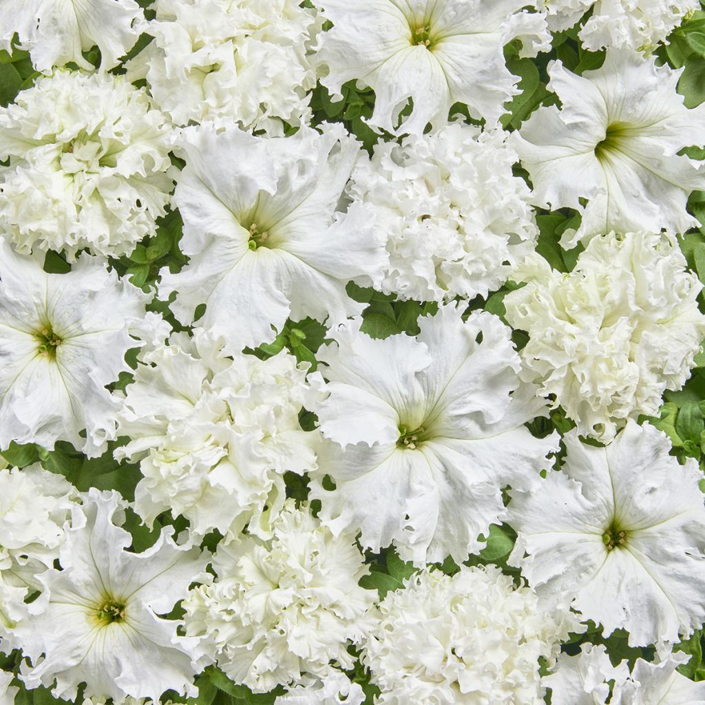 Petunia fimbriata White Double coated seeds