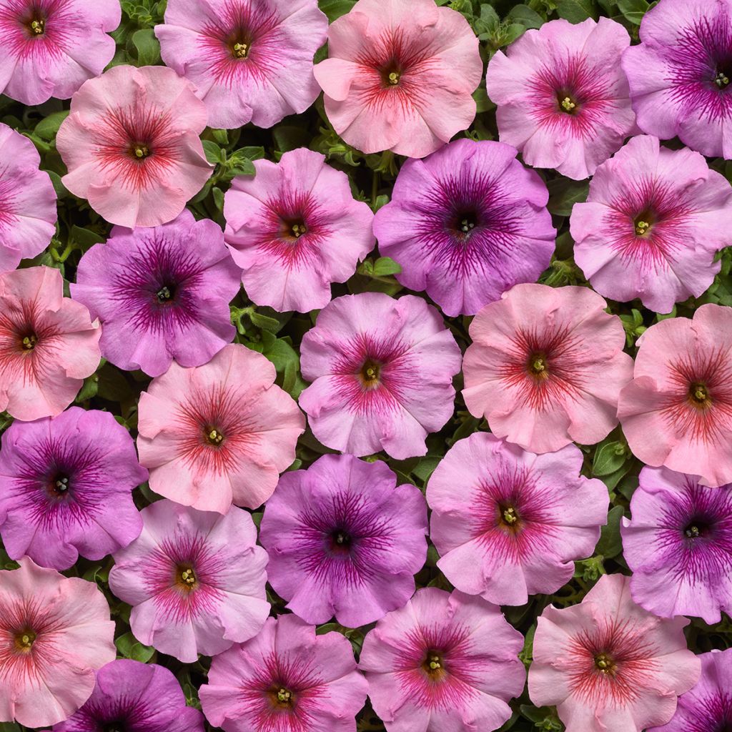 Petunia Eyelash F1 Mix coated seeds