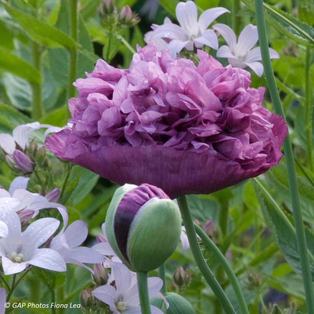 Opium Poppy Purple Peony Seeds - Papaver somniferum