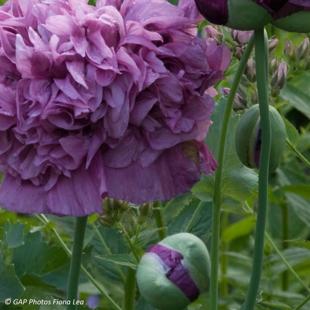Opium Poppy Purple Peony Seeds - Papaver somniferum