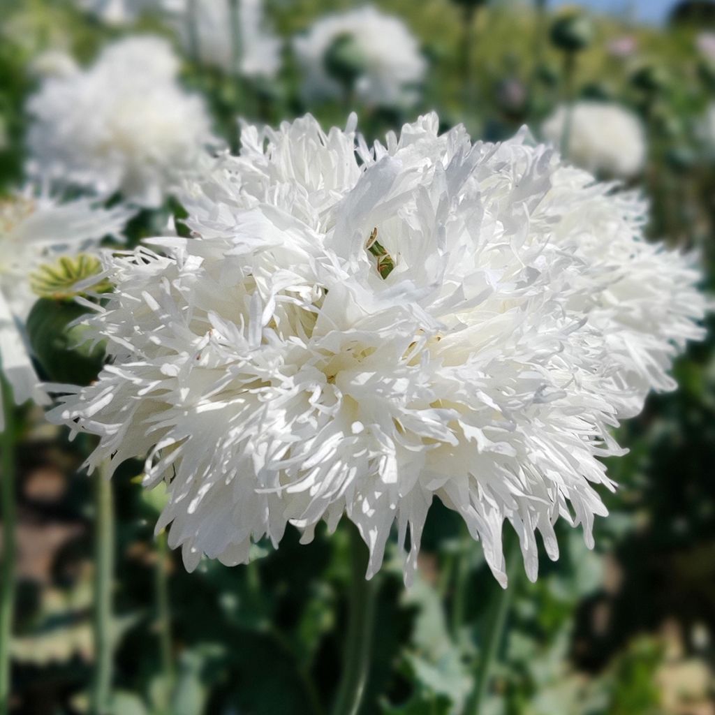 Papaver somniferum White Swan seeds - Opium poppy