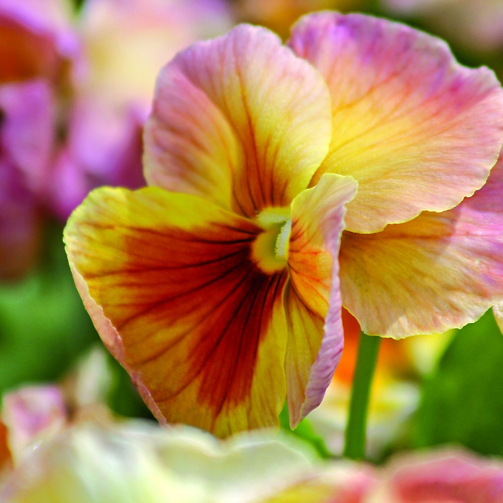 Viola x wittrockiana Inspire® Peach Shades - Pansy
