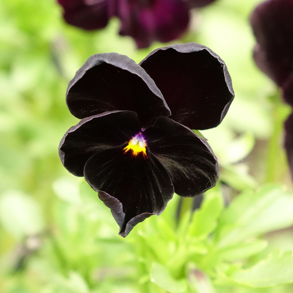 Viola - Pansy Black Crystal Seeds