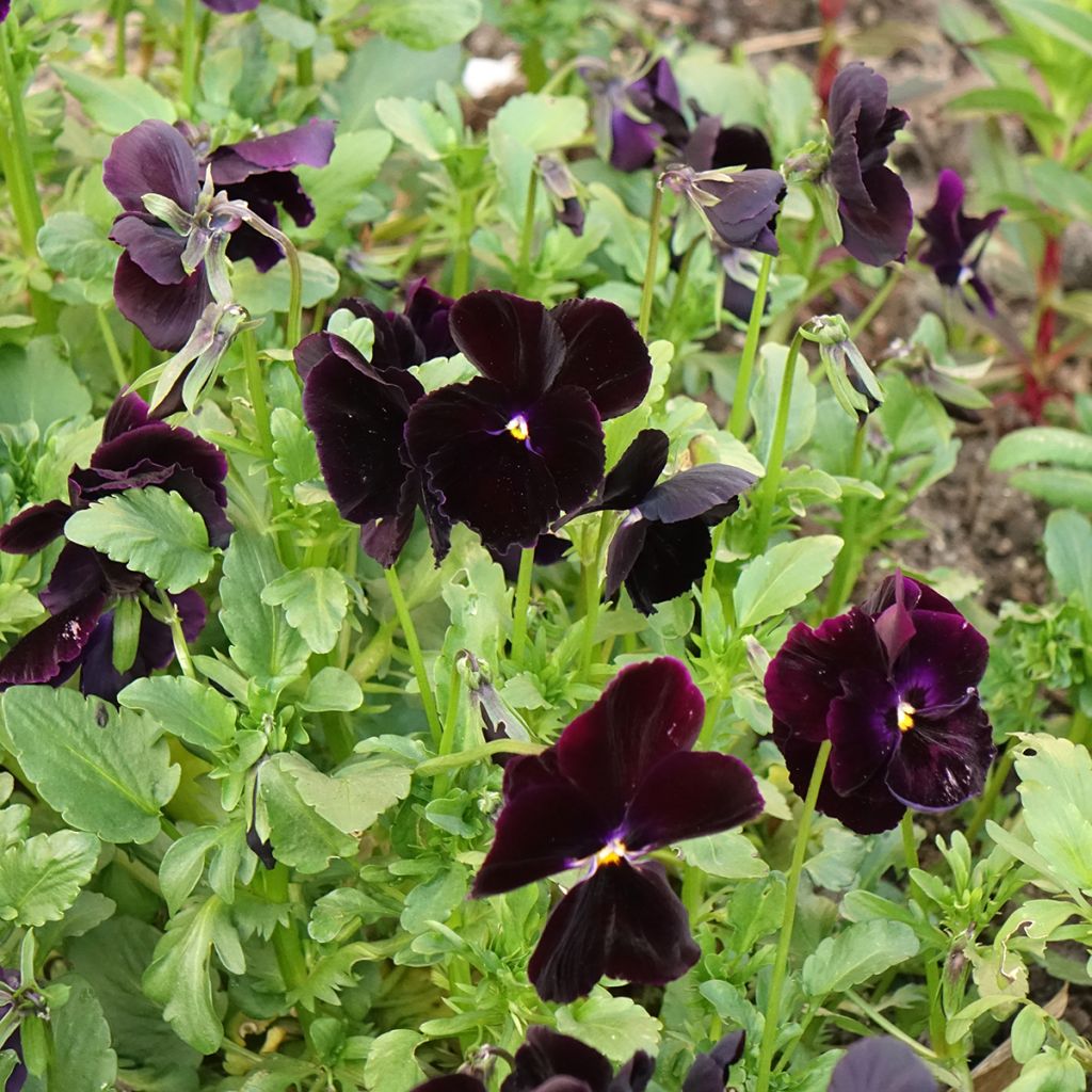Viola - Pansy Black Crystal Seeds