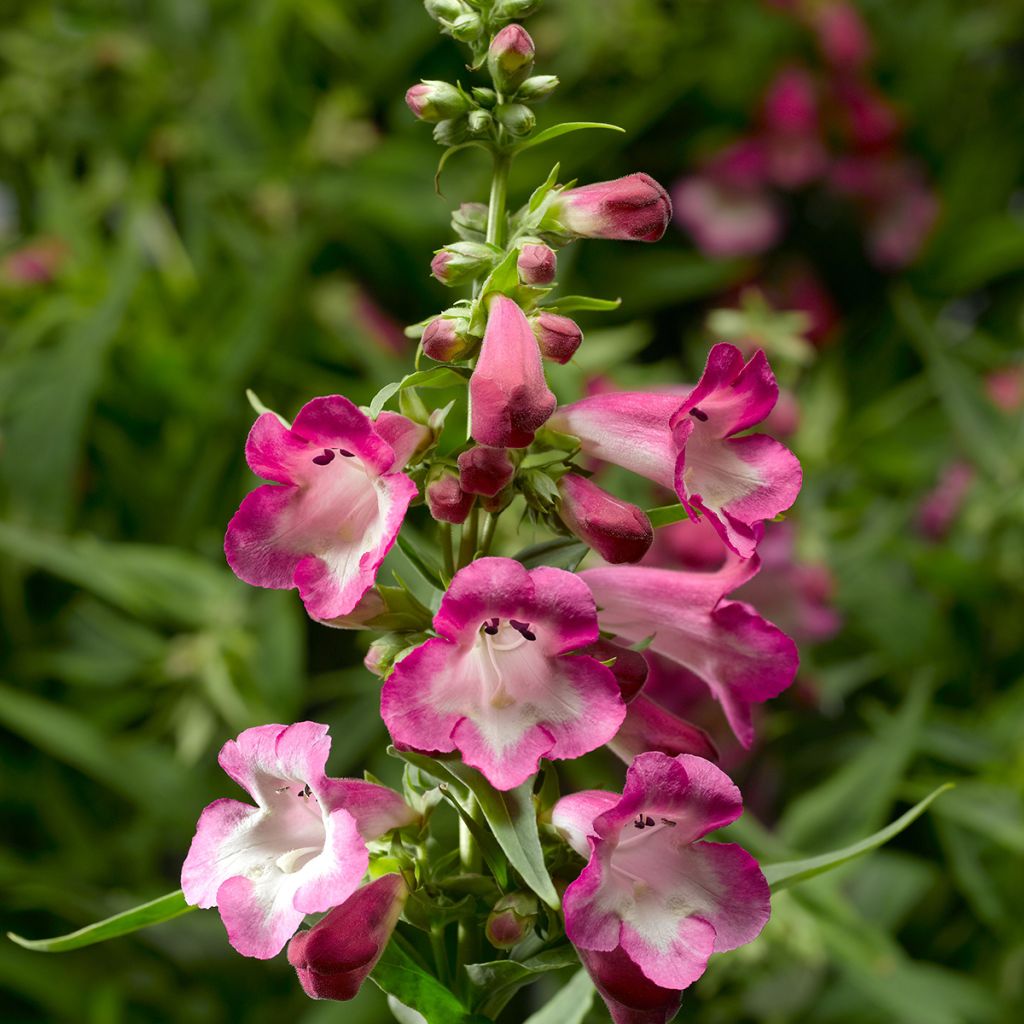 Penstemon Arabesque Orchid seeds -  - Beardtongue