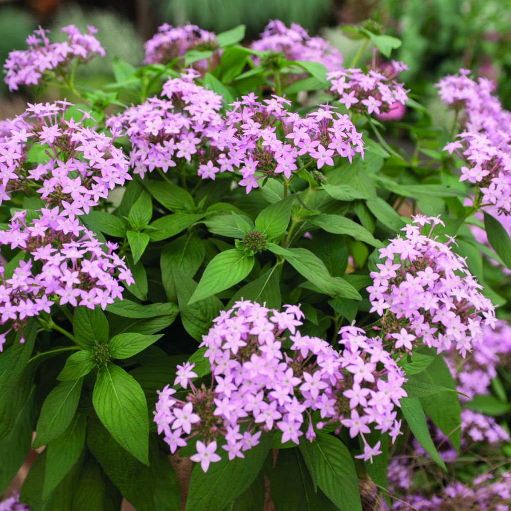 Pentas lanceolata Northern Lights Lavender seeds - Egyptian star