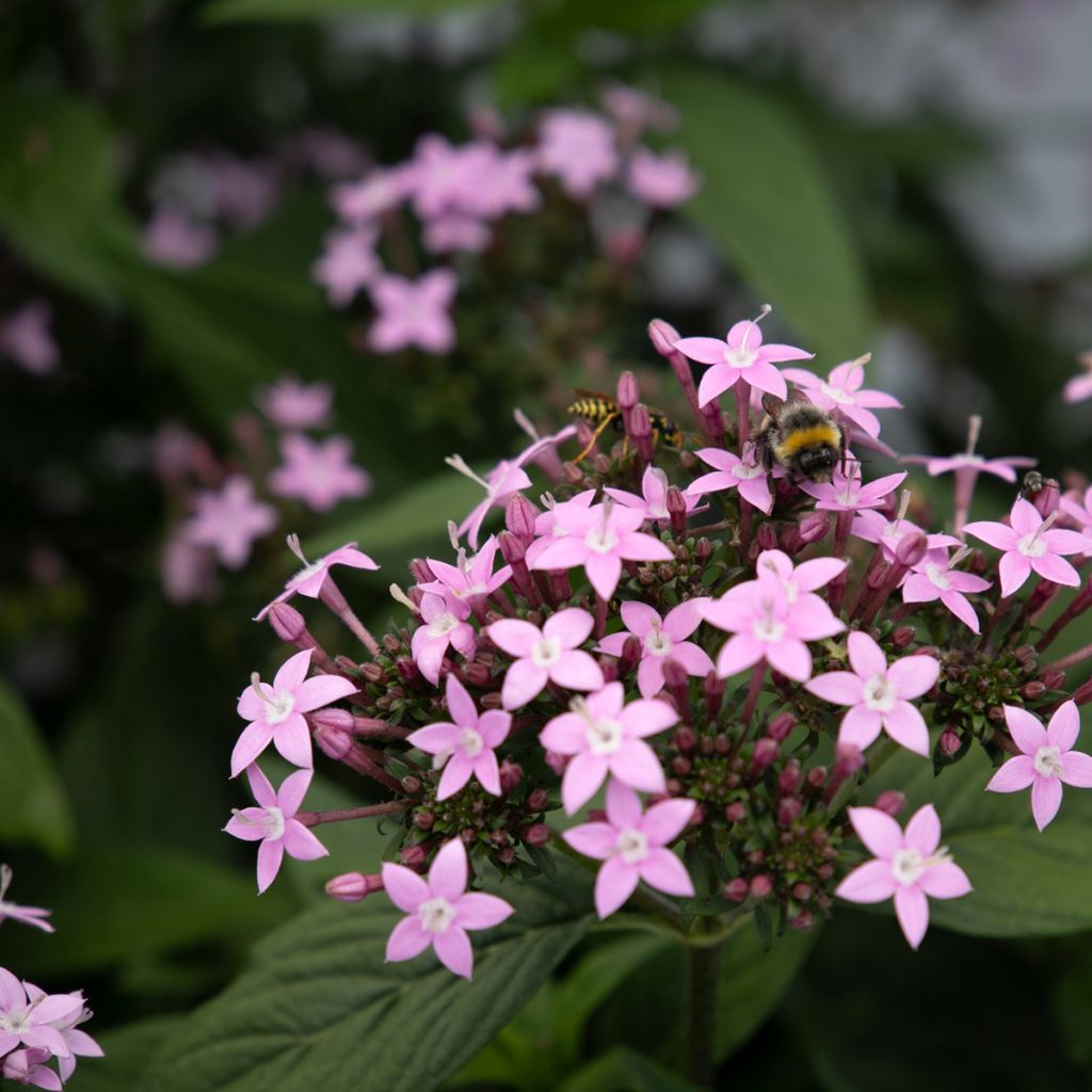 Pentas lanceolata Northern Lights Lavender seeds - Egyptian star