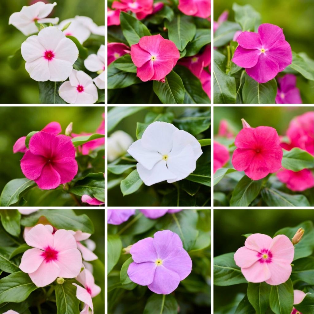 Catharanthus roseus Heatwave Mix seeds -  - Madagascar periwinkle