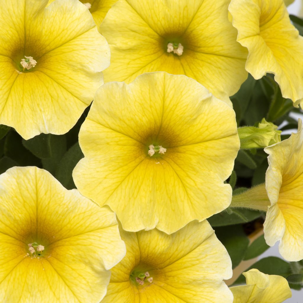 Petchoa hybrida Caliburst Yellow seeds