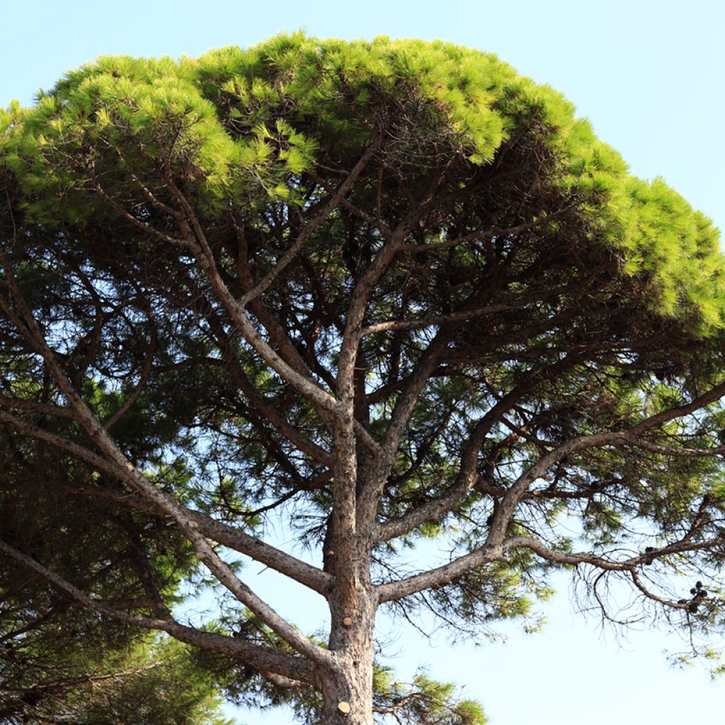 Pinus pinea seeds - Parasol pine