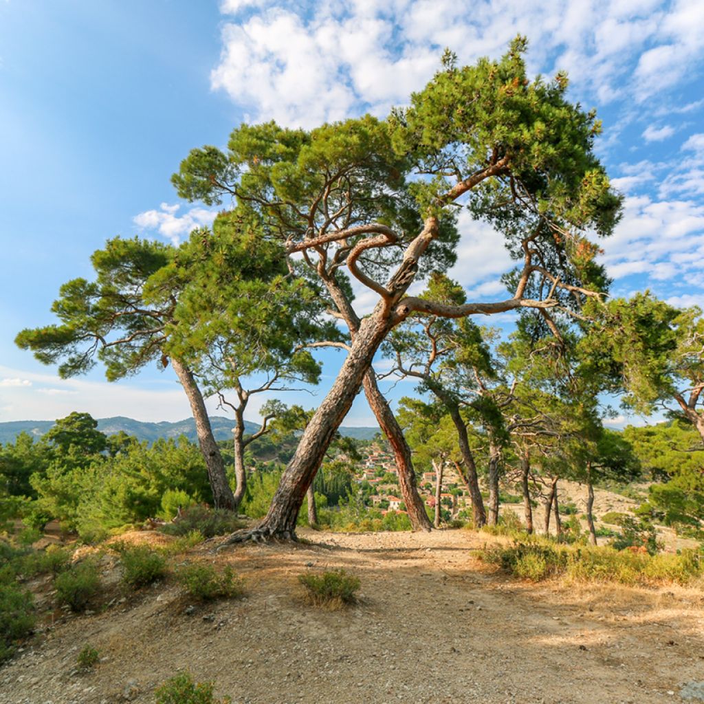 Pinus pinea seeds - Parasol pine