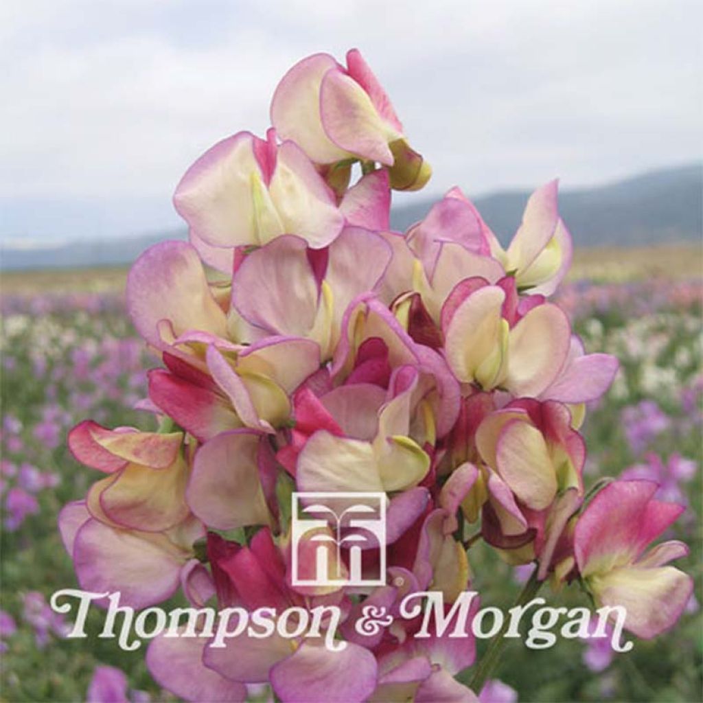 Lathyrus odoratus Spanish Dancer - Sweet Pea Seeds