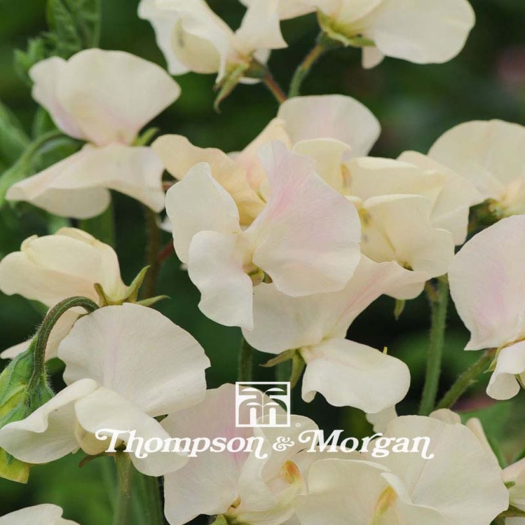 Lathyrus odoratus Cream Southborne - Sweet Pea Seeds