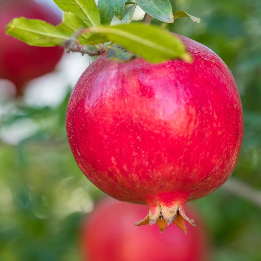 Punica granatum - Pomegranate Seeds