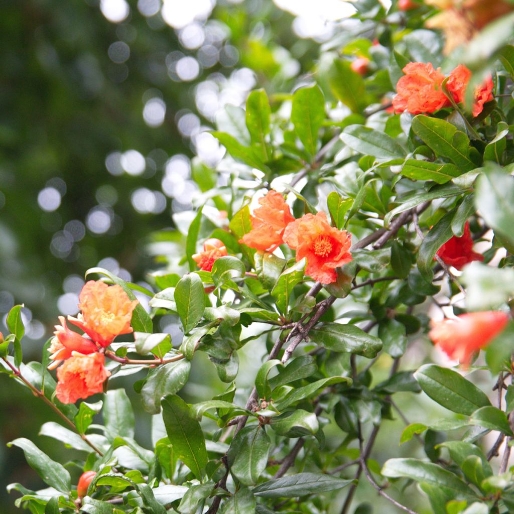 Punica granatum - Pomegranate Seeds