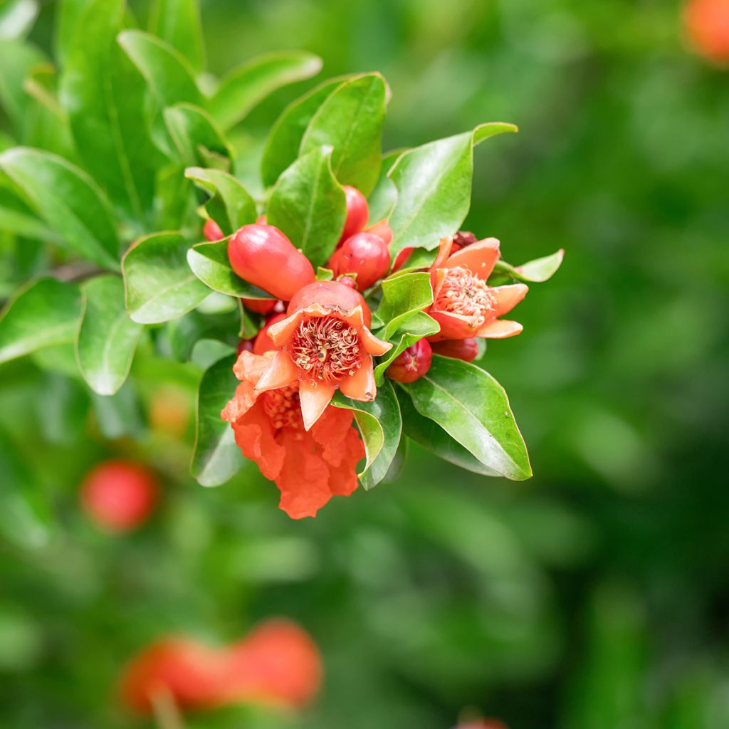 Punica granatum - Pomegranate Seeds