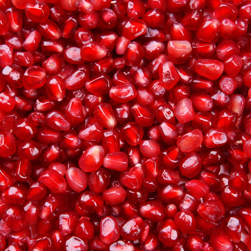 Punica granatum - Pomegranate Seeds