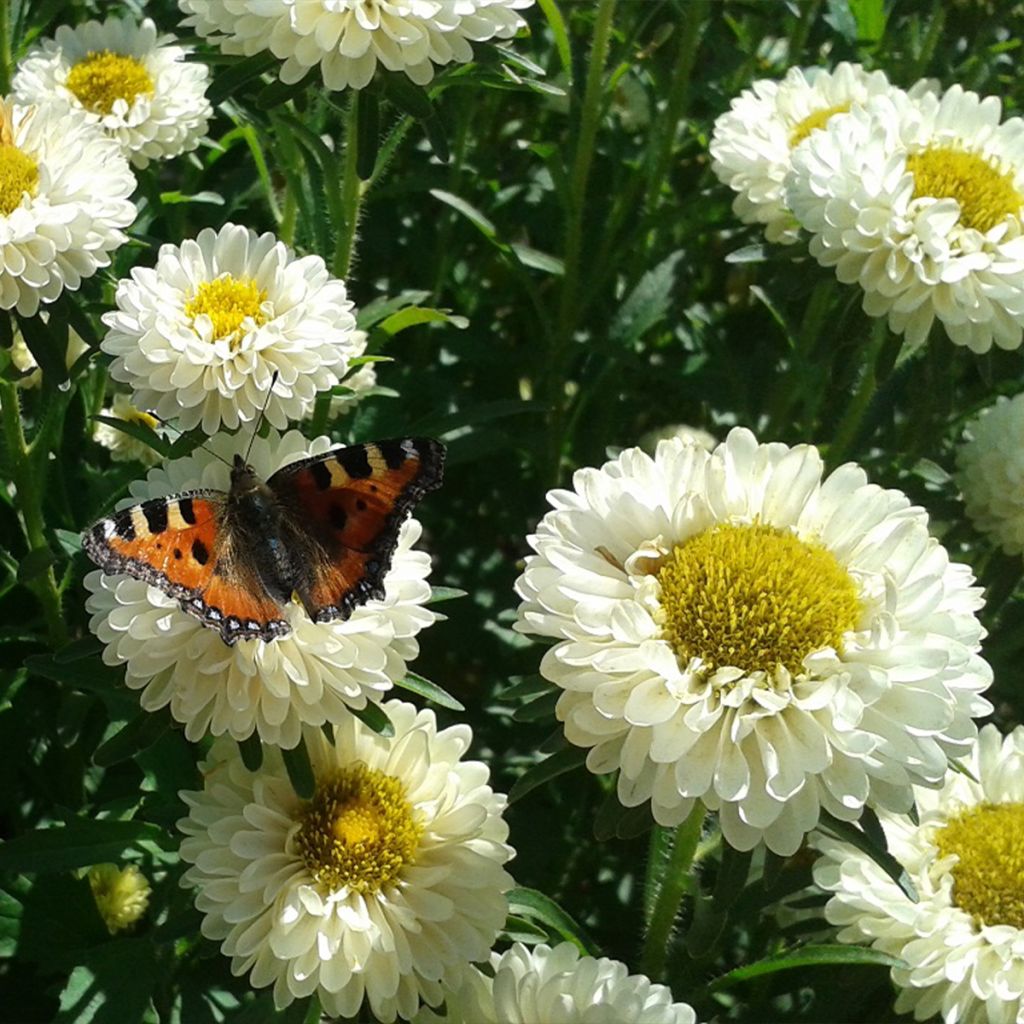 Callistephus chinensis Matsumoto Field grown Mix organic seeds - China aster