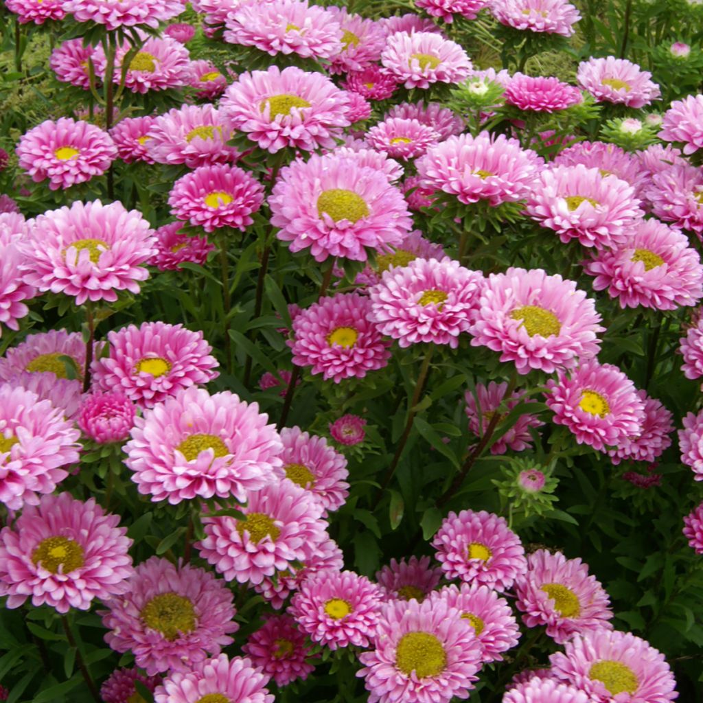Callistephus chinensis Matsumoto Pink organic seeds  - China aster