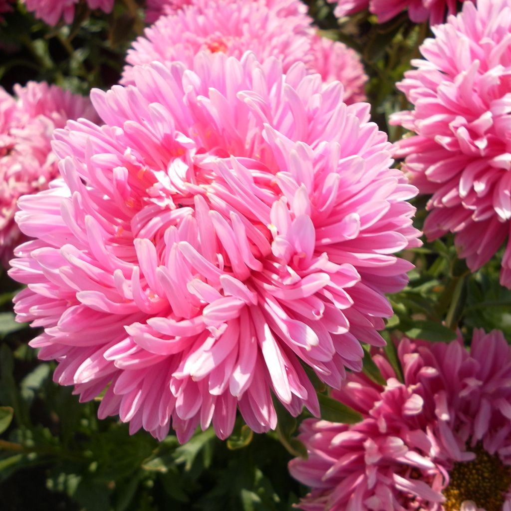 Duchess Marguerite Seeds in a mix