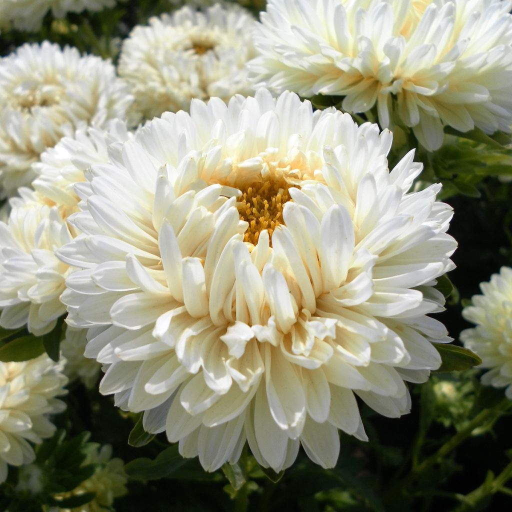 Duchess Marguerite Seeds in a mix