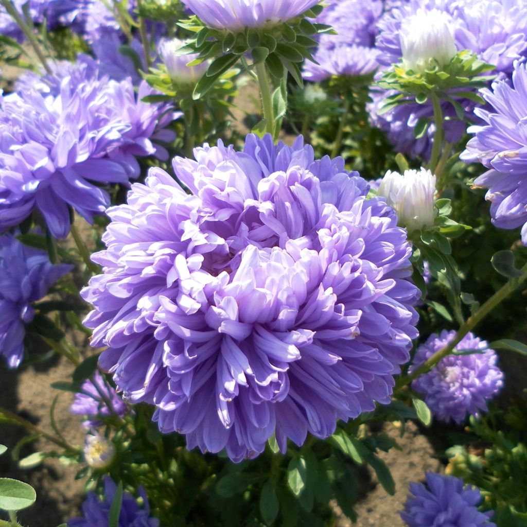 Duchess Marguerite Seeds in a mix
