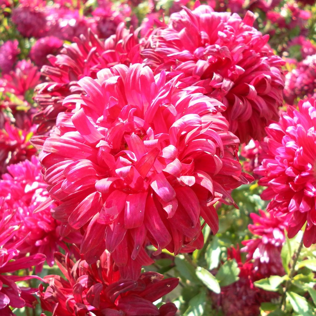 Duchess Marguerite Seeds in a mix