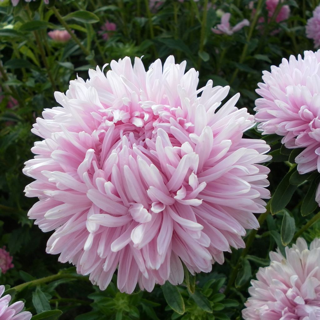 Duchess Marguerite Seeds in a mix