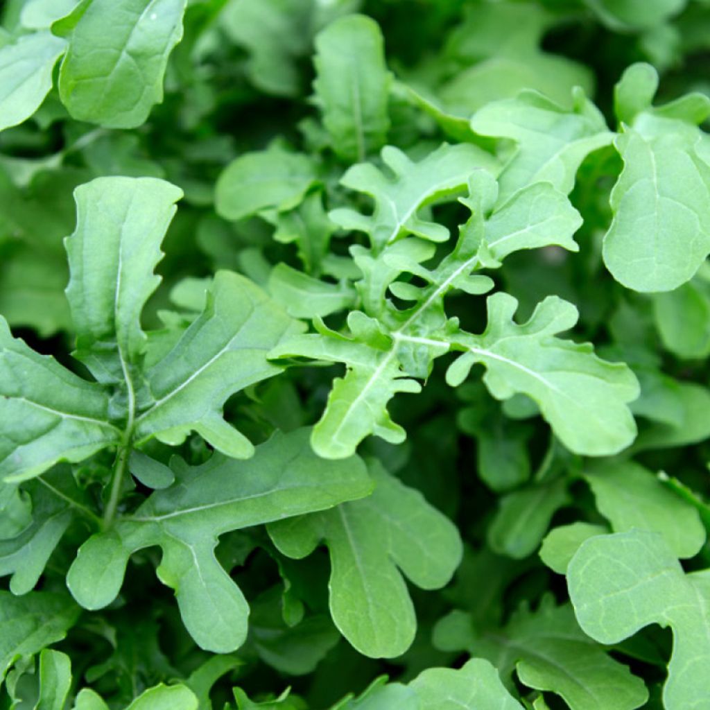 Garden Rocket - Eruca vesicaria Esmée