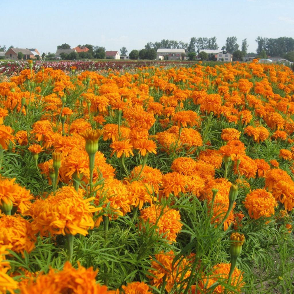 African Marigold Fantastic Orange seeds - Tagetes erecta
