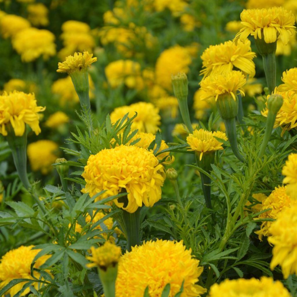 African Marigold Fantastic Yellow seeds - Tagetes erecta