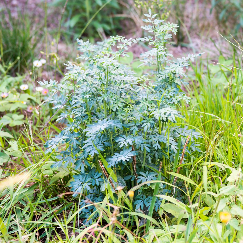 Ruta chalepensis