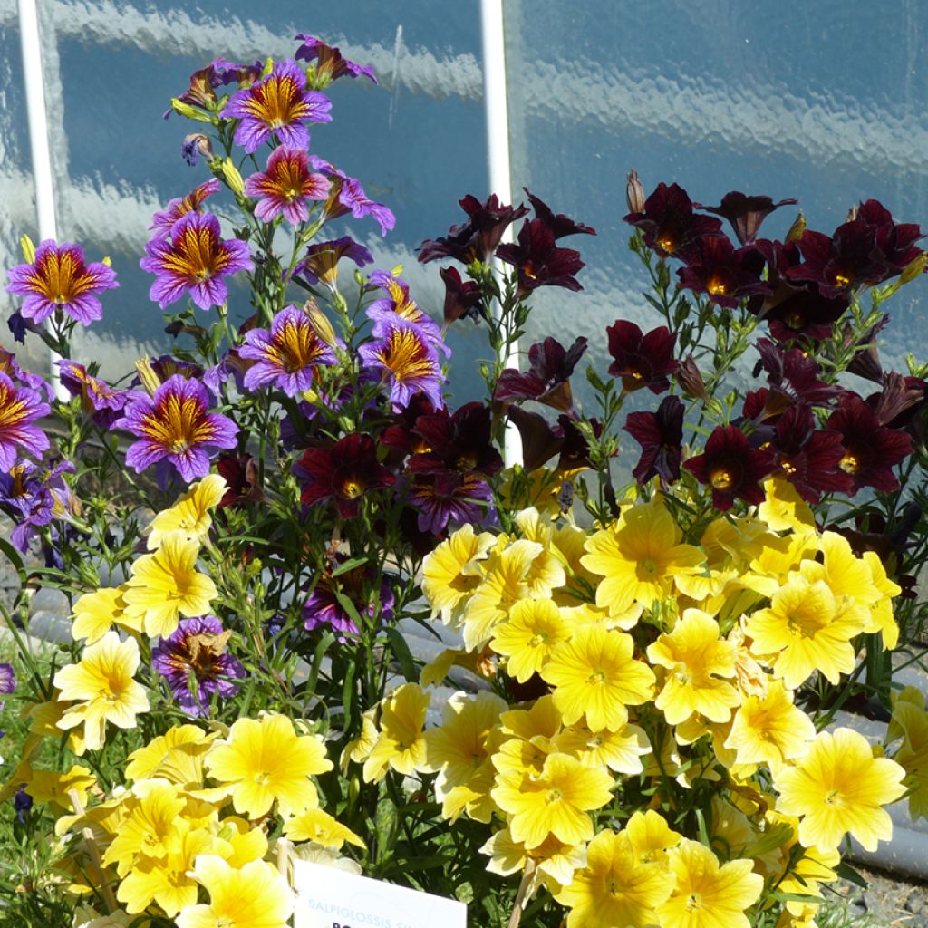 Salpiglossis sinuata Royale F1 Mix seeds - Painted Tongue