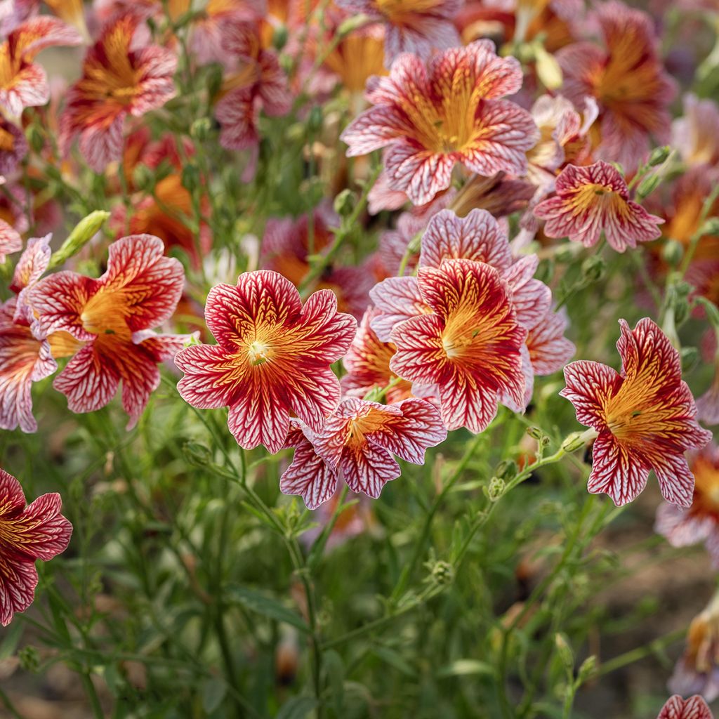 Salpiglossis sinuata Tora Red seeds - Painted Tongue