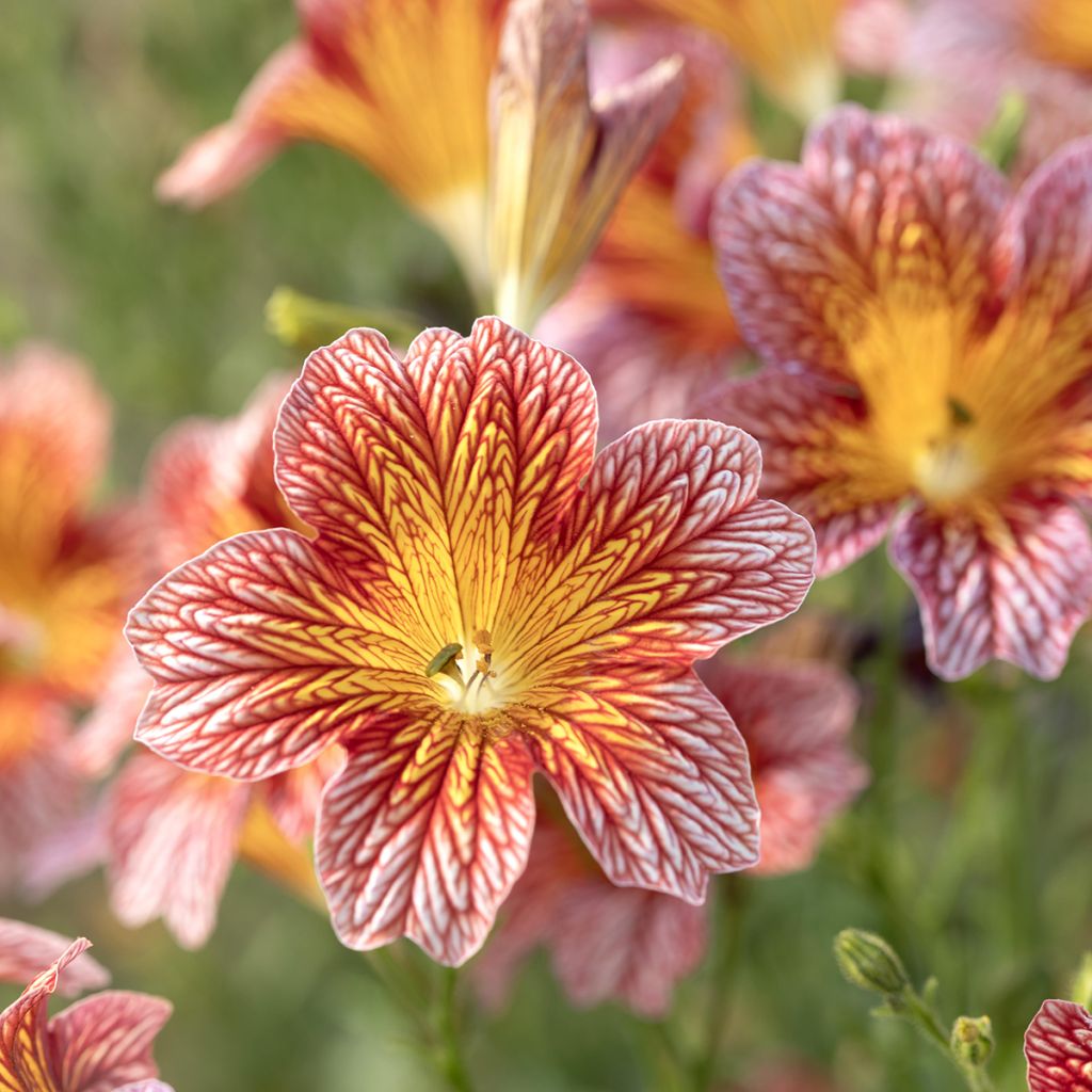 Salpiglossis sinuata Tora Red seeds - Painted Tongue