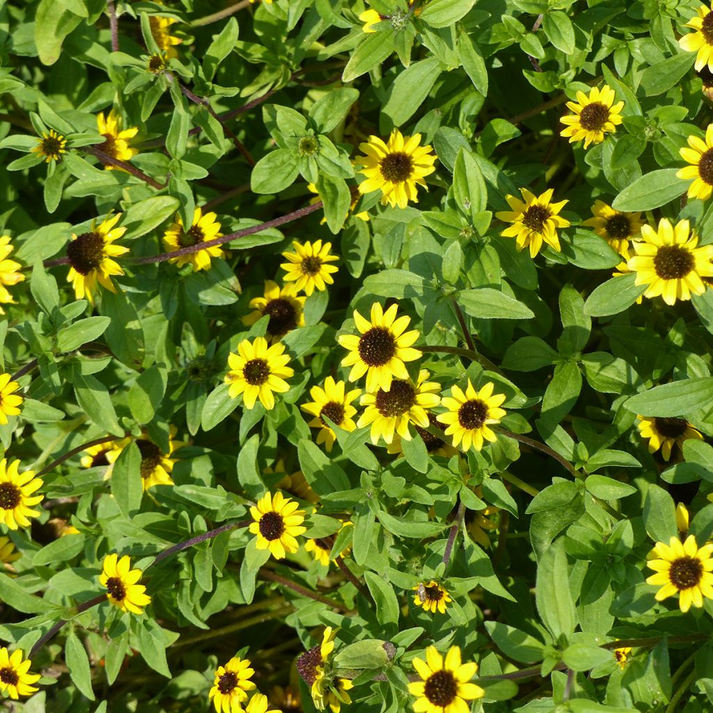 Sanvitalia procumbens Yellow - Sanvitalie rampante, Faux-zinnia mexicain