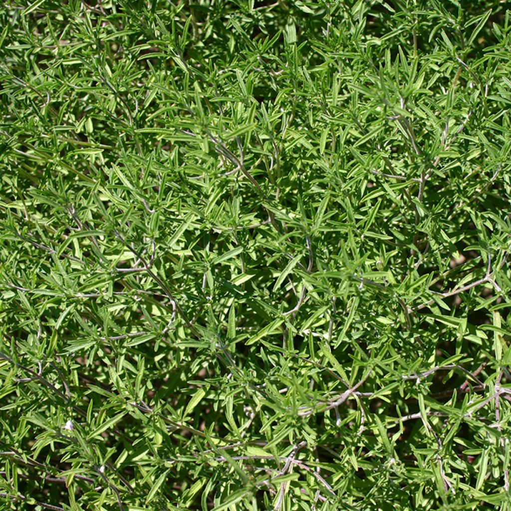 Satureja hortensis - Annual Savory