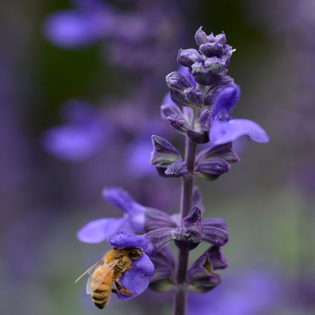 Salvia Big Blue seeds - Hybrid sage