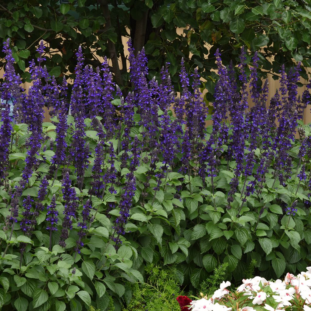 Salvia Big Blue seeds - Hybrid sage