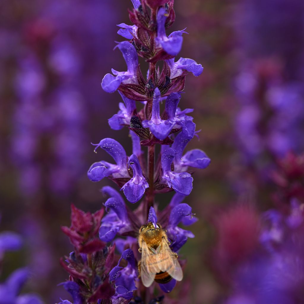 Salvia nemorosa 'Salvatore Blue' - Sauge des bois Salvatore Blue
